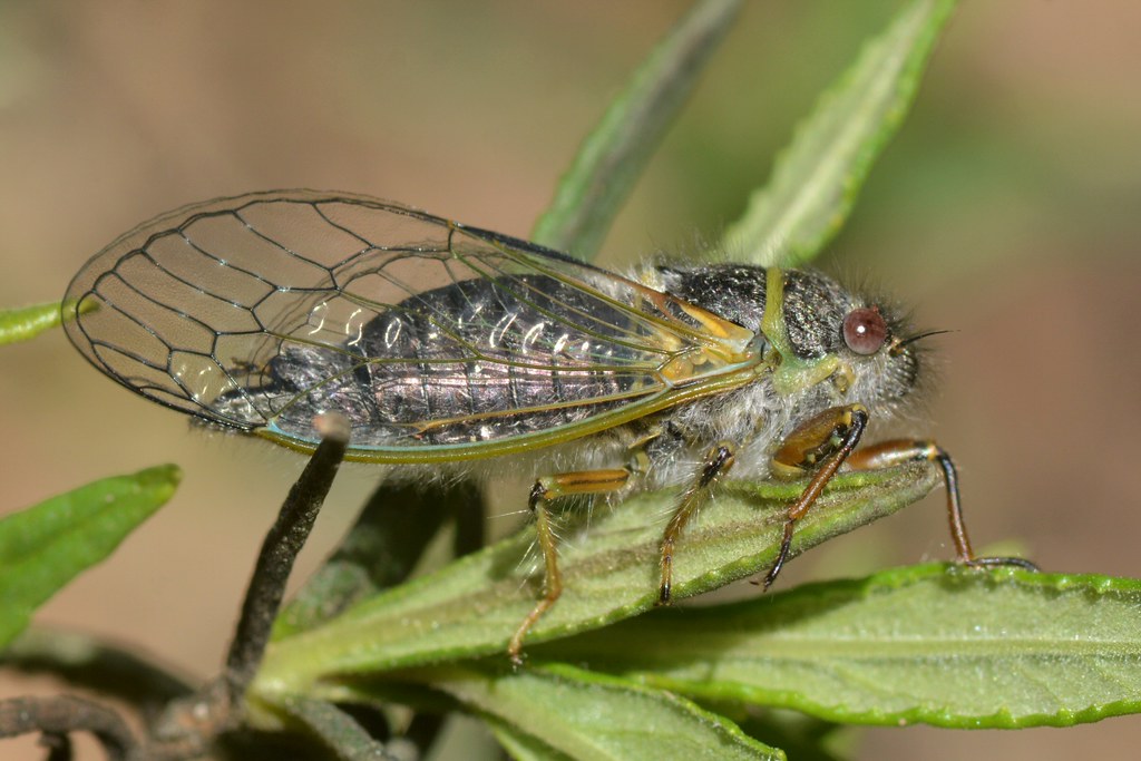 Cicacda on Bush Monkey Flower - maybe teneral