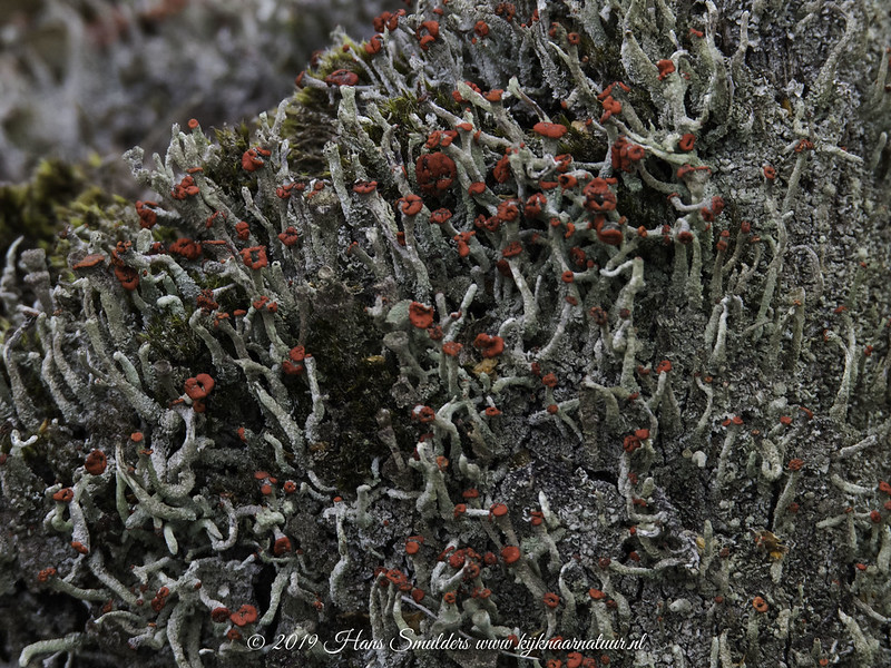 Rode heidelucifer (Cladonia floerkeana)-819_0731
