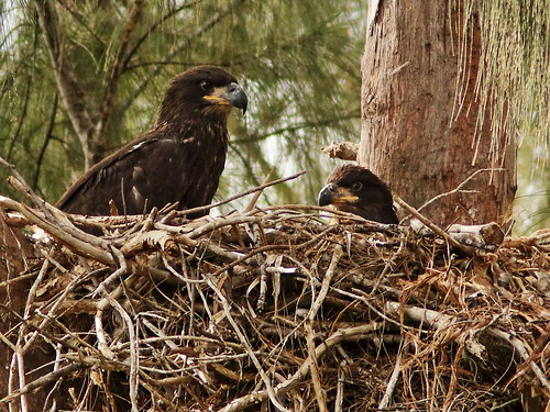 Bald Eaglets female and male 02-20190403