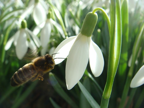 Apis mellifera worker | by louise in northumberland