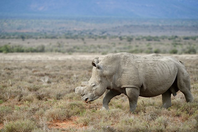 Rhino Bull patrolling his territory