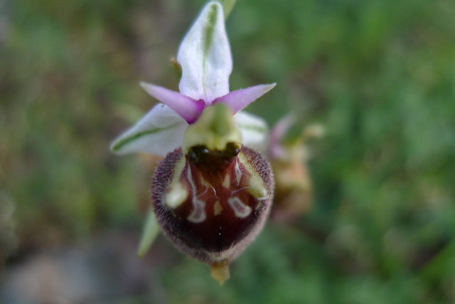 Ophrys apulica x parvimaculata Martina Franca Apulien (91)