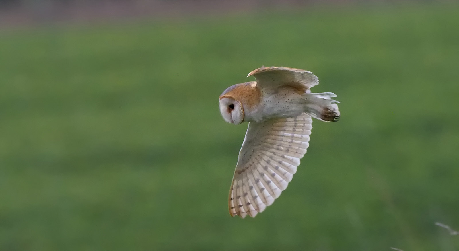 Barn Owl - difficult light, but not too bad.