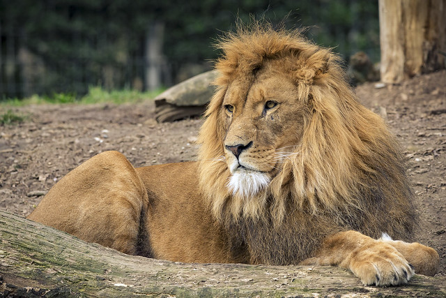 Löwe (Lion)