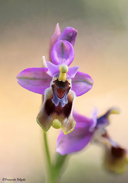 Ophrys tenthredinifera | sawfly orchid