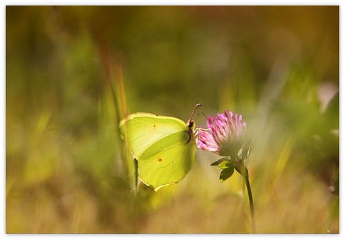 Cedronella | by Photo Luc@