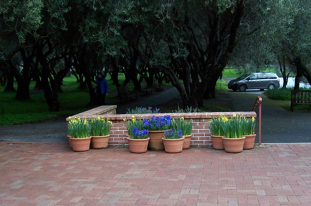 potted spring flowers, Filoli Gardens