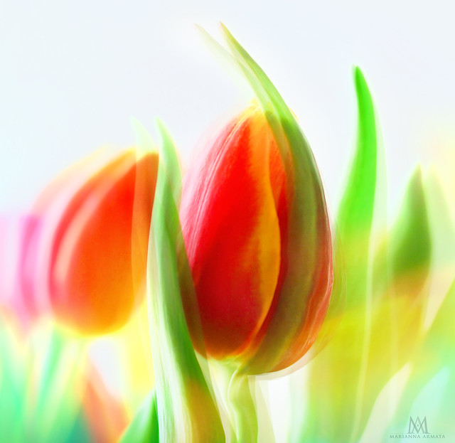 tulip dance