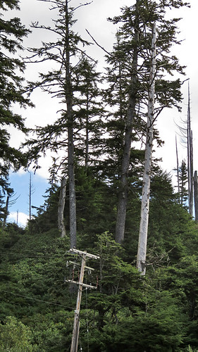 Trees tower above the power lines Tree skeleton along Tonquin Trail in Tofino on Vancouver Island