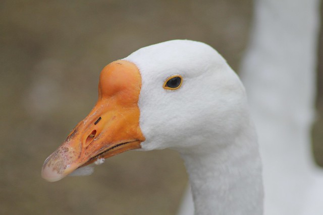 Chinese goose (Anser cygnoides f. domestica)