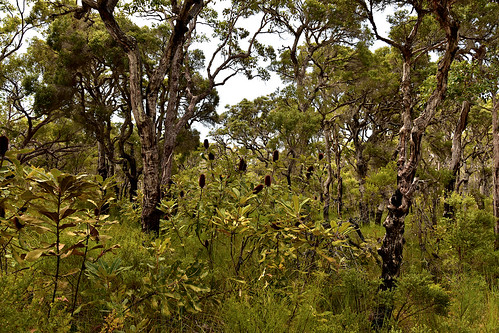 2019 nikond5500 landscape nikkor18200mm woodgate banksia paperbark saturdaylandscape bundaberg queensland australia