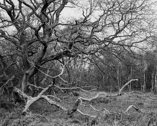 Old Oak, Hyons Wood. Walker Titan SF with Rodenstock 150mm, Delta 100 in Ultrafin