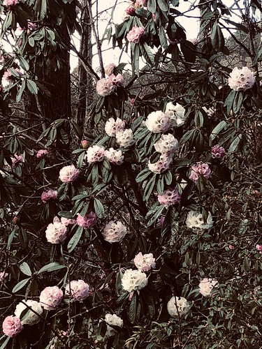 Rhododendron in Flower