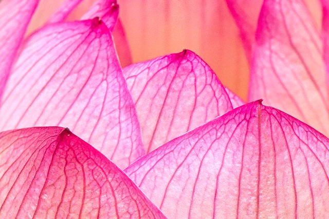Lotus Petals:  Beautiful In Pink