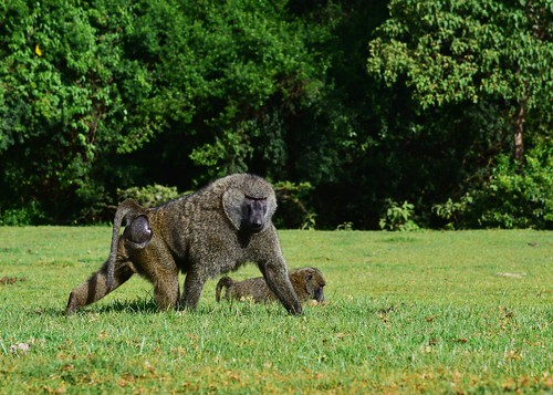 olivebaboon mtelgonnationalpark creatures wild kenya mammals
