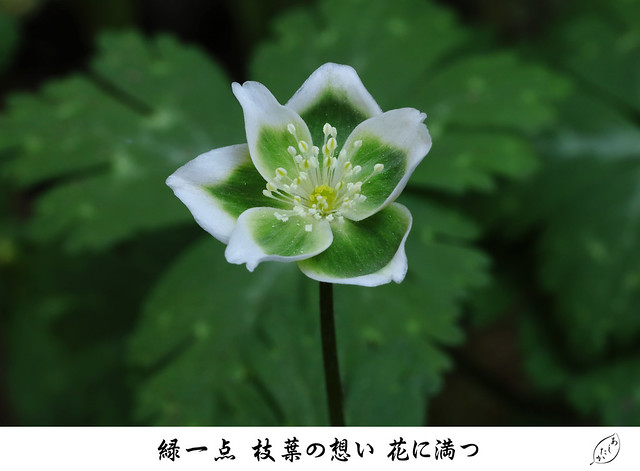 Anemone flaccida f. viridis  ミドリニリンソウ