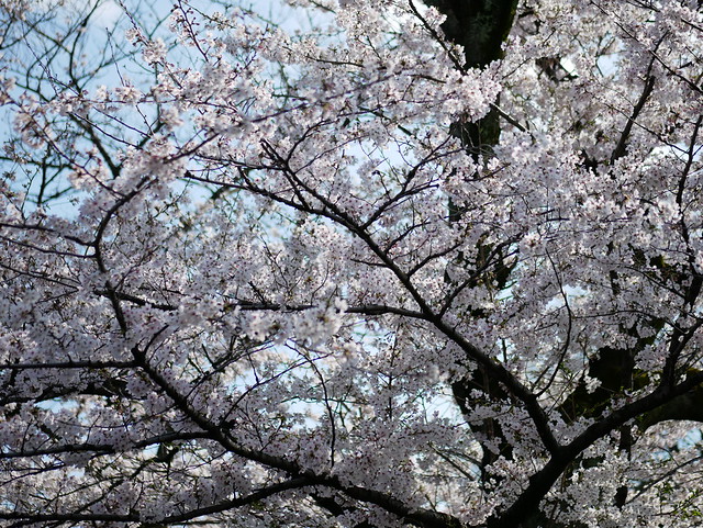 千鳥ヶ淵の桜 Cherry Blossom at Chidorigafuchi