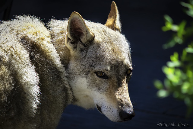 io sono il...Lupo /  I'm the ... Wolf - === foto © Eugenio Costa - Tutti i diritti riservati ===
