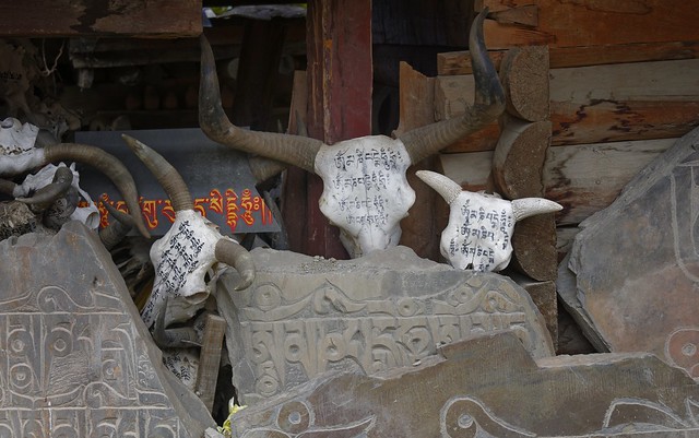 Yak skulls with Tibetan script, Tibet 2018