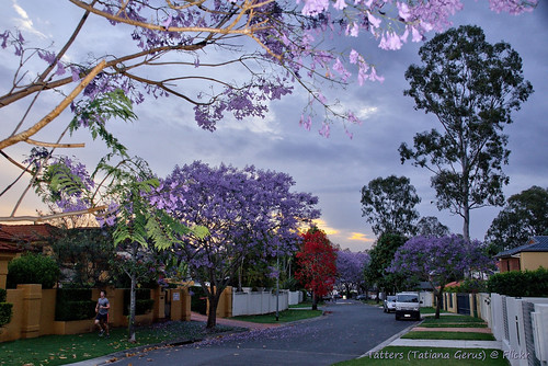 australia westlake streettree street trees jacaranda floweringtree sunset illawarra oloneo twilight