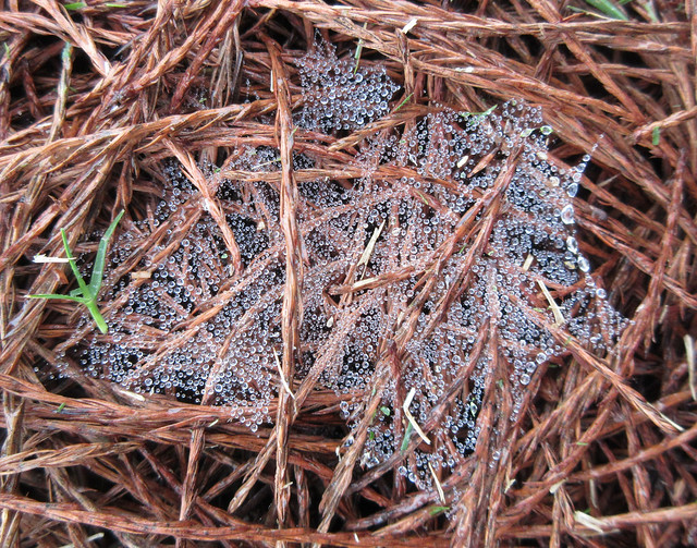 Waterdrops caught in a spiders web on mulch
