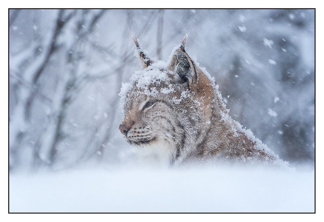 Eurasian lynx 5