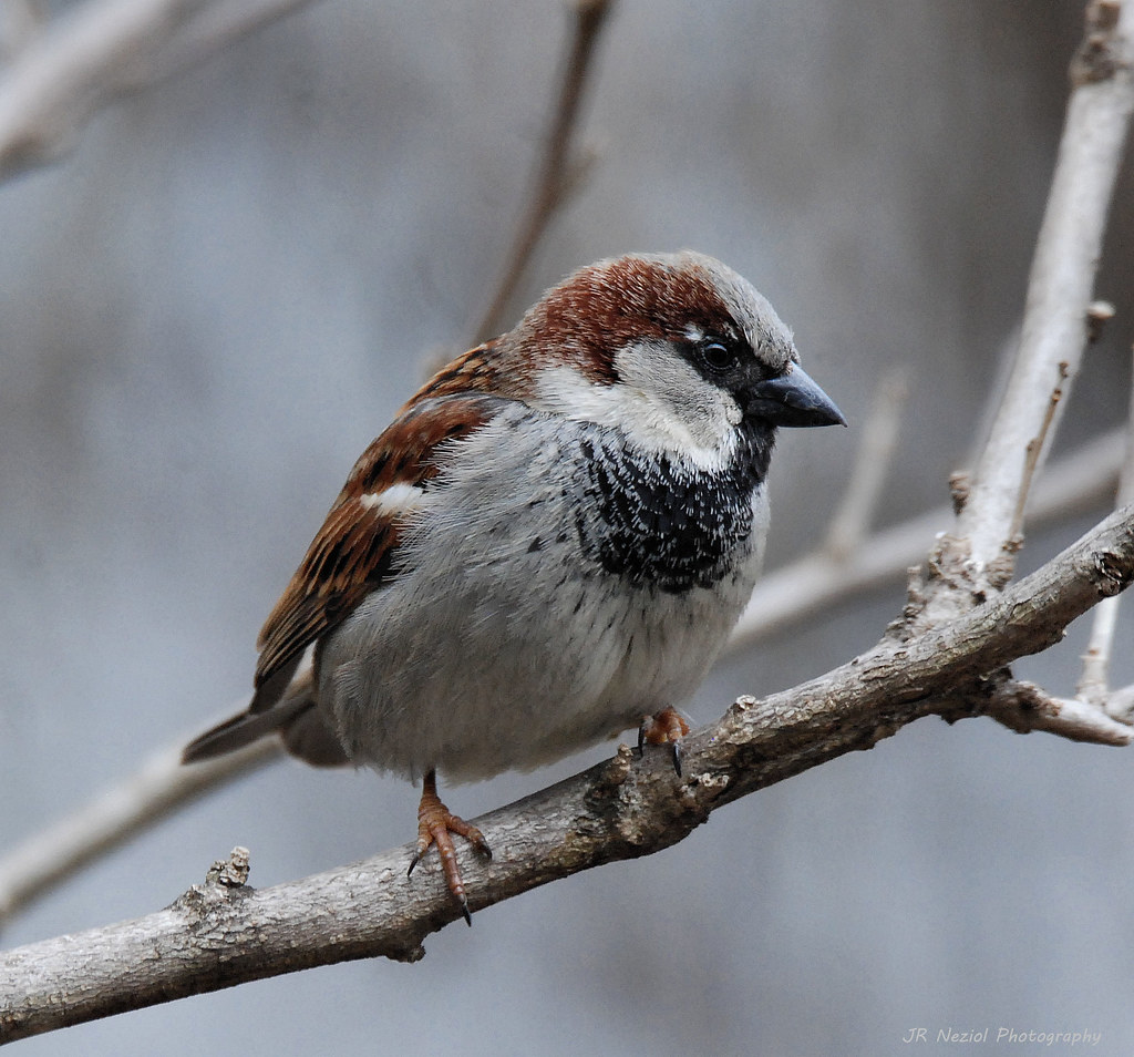 Lonely Sparrow | The temperature dropped a little, so the on… | Flickr