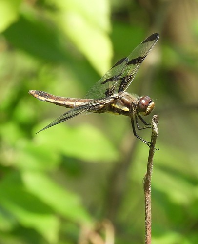 f18woo31 bloodyrun peatlands alleghenynationalforest elkcountypennsylvania libellulapulchella twelvespottedskimmer female odonate dragonfly insect
