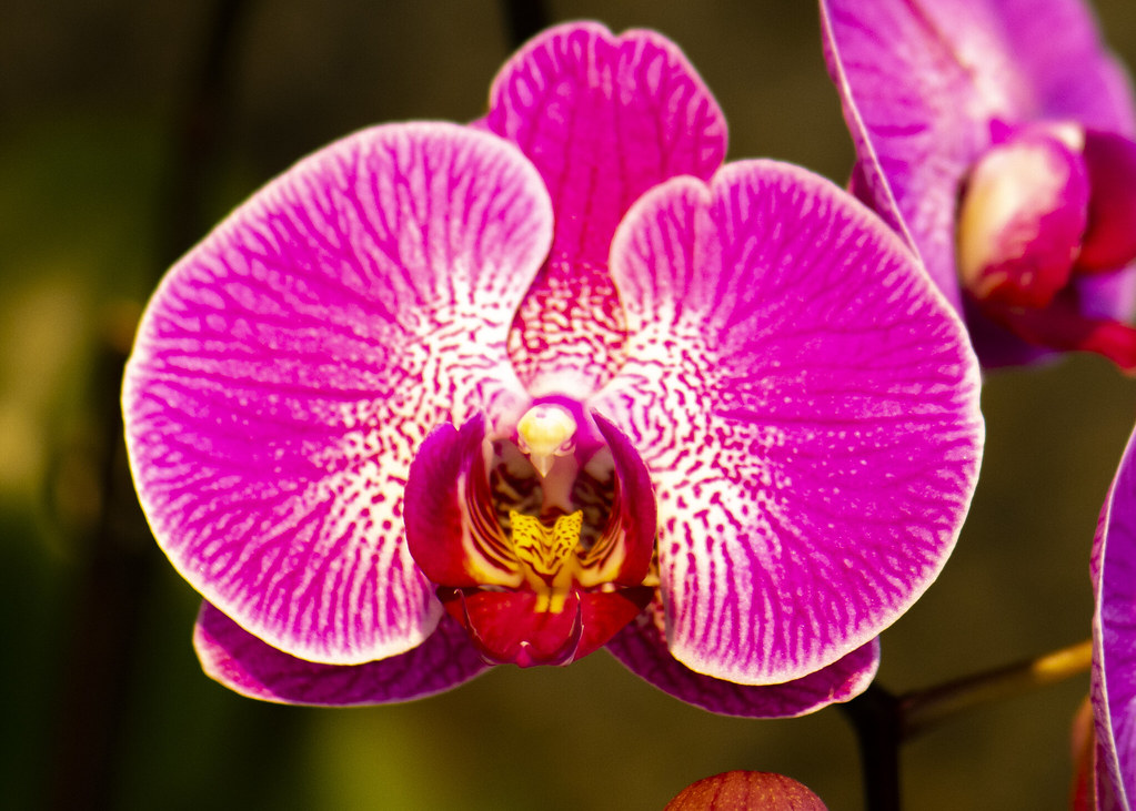 01.13.19 | Denver Botanic Gardens - Orchid Showcase | Janice Sauce | Flickr