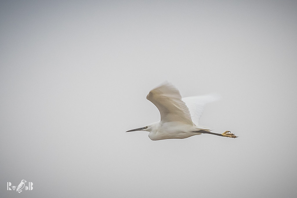Little egret (Kent, UK)