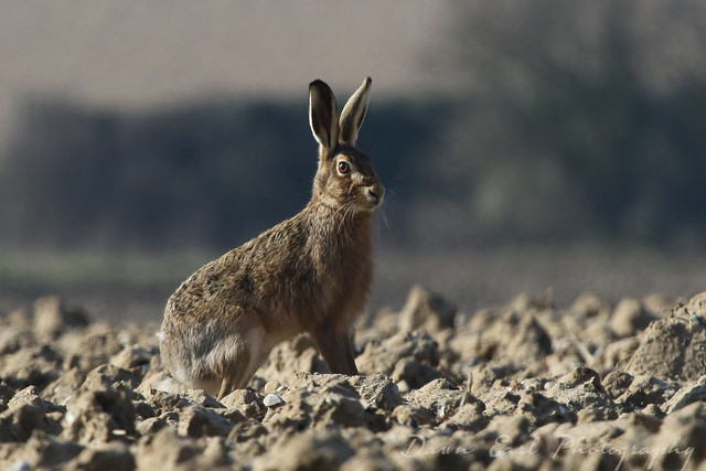 Brown Hare - Mammalia * Explored *