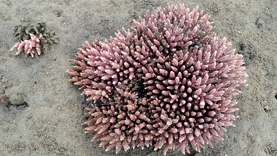 Elegant acropora coral (Acropora sp.) stressed
