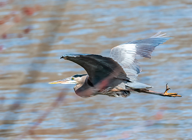 Blue Heron doing a little fishing on the river