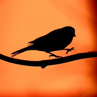 House Sparrow Silhouette