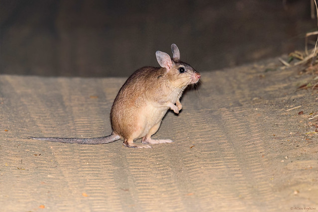 Malagasy Giant Rat (Hypogeomys antimena)