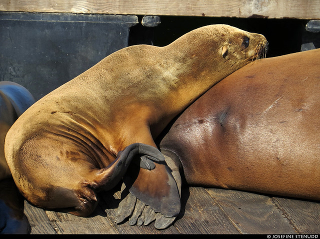 20180608_07 Wee California sea lion (Zalophus californianus) resting against larger one at Pier 39, San Francisco, California