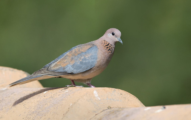Laughing dove