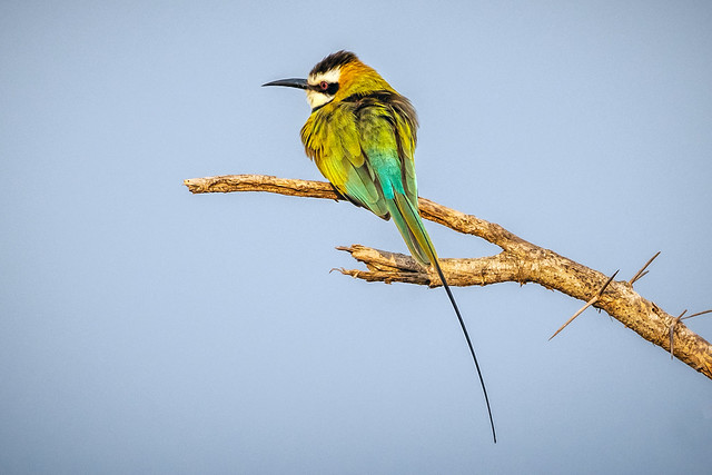 White-throated bee-eater - Merops albicollis