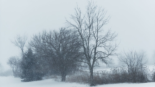 michigan eatoncounty oneida wind winter weather snow omd em1ii em1 tree fields 4489 2019 omdem1mkii olympus