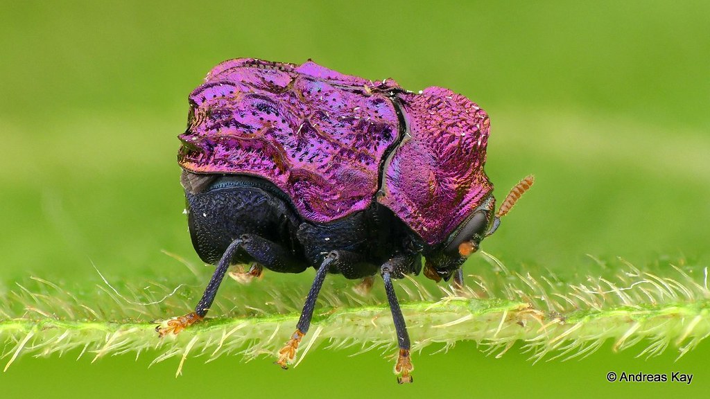 Tiny shiny Beetle from the Amazon rainforest of Ecuador