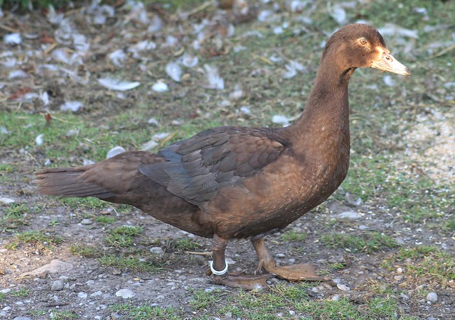 Muscovy duck, male. (Chocolate)