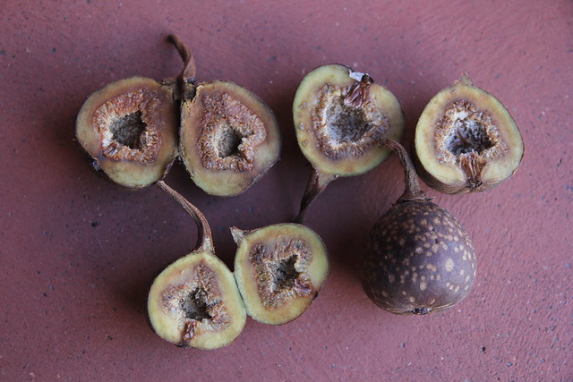 Ficus nodosa Moraceae Rocky River Fig 1017 06 CSIRO Atherton