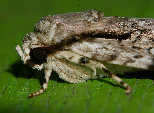 Black stripe squiggle back moth Craniophora fasciata Noctuidae Acronictinae Airlie Beach rainforest P1050190