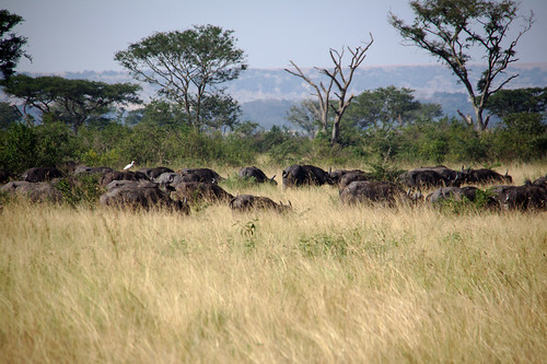 uganda nature nationalpark queenelizabethnationalpark animal africa