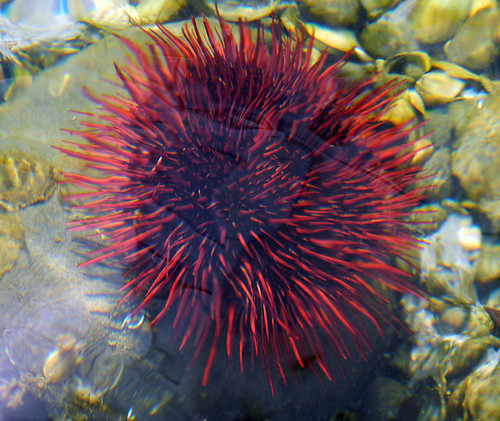A red sea urchin in Victoria waters