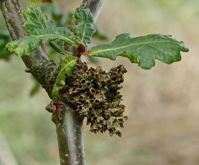 Quercus gall, not sure of ID. Does Artichoke Gall end up like this? At the Millennium Orchard