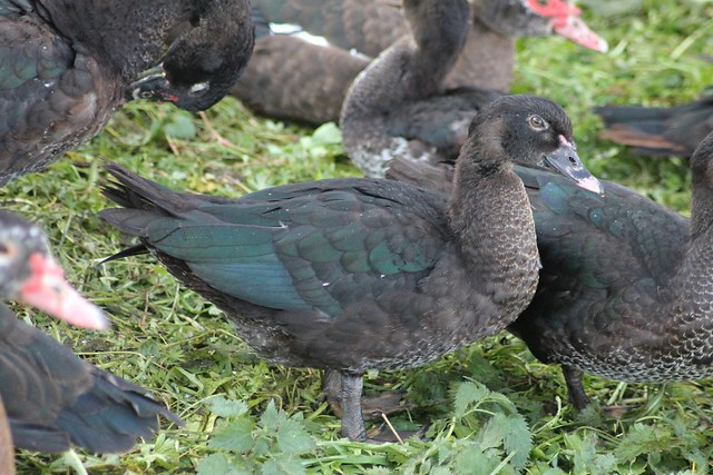 Muscovy duck, female. (Black)