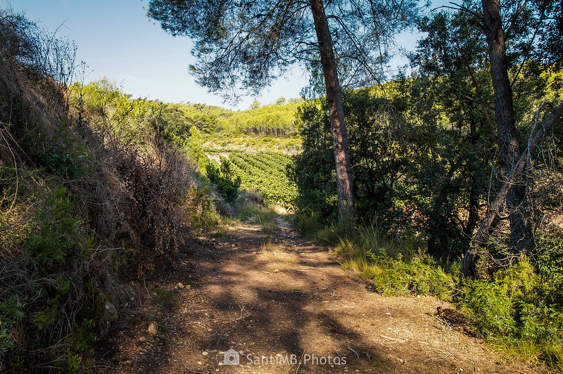 Camino entre viñedos de la Roqueta