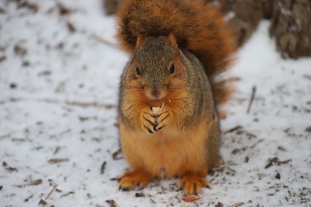 Fox Squirrels in Ann Arbor at the University of Michigan - January 8th & 9th, 2019