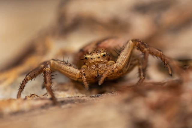 Female Crab Spider (Xysticus sp.)